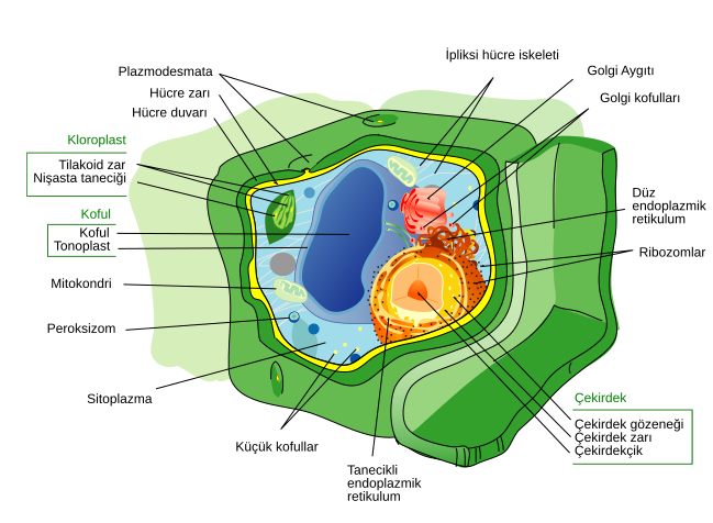 File:Plant cell structure tr.svg