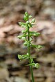 Platanthera chlorantha Germany - Jena NSG Leutratal