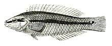 Platyglossus hyrtlii Mintern 88.jpg