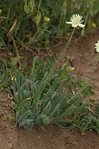 Platystemon californicus