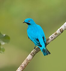 Plum throated cotinga.jpg