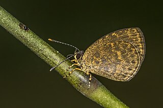 <i>Epitolina</i> Butterfly genus in family Lycaenidae