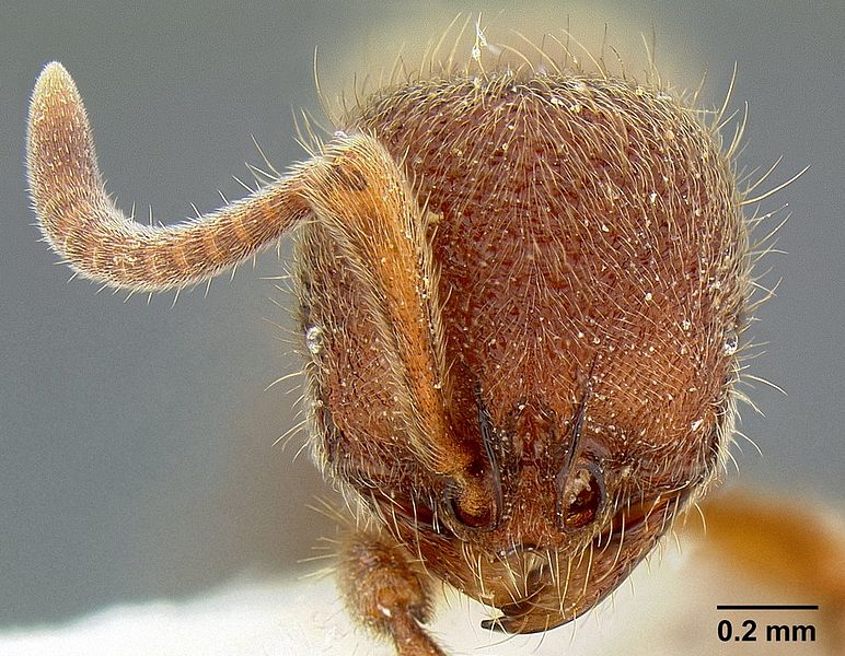 File:Proceratium stictum casent0106095 head 1.jpg