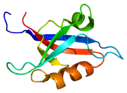 Ақуыз GRIP1 PDB 1m5z.png