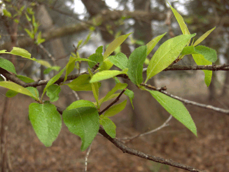 Tập_tin:Prunus_angustifolia_3.gif