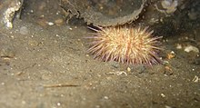 Psammechinus miliaris Twin Piers (Loch Long).jpg