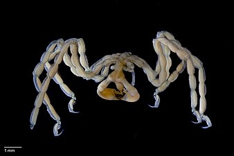 触肢をもたず、発達した鋏肢をもつ Pseudopallene pachycheira（カニノテウミグモ科）