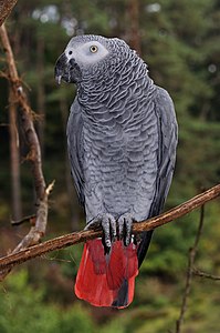 Psittacus erithacus (Grey Parrot)