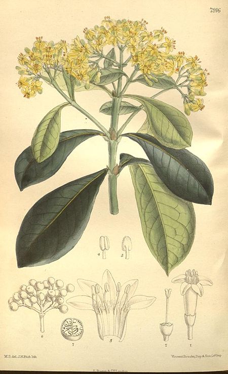 Tập_tin:Psychotria_capensis-original.jpg