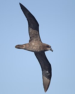 Pterodroma macroptera in flight 5 - SE Tasmania.jpg