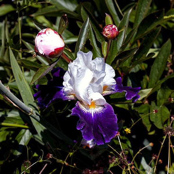 File:Purple white iris Copped Hall Kitchen Garden, Epping, Essex, England 02 lighter.jpg