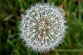 Pusteblume