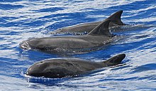 Pygmy killer whales (Feresa attenuata) off of Guam (anim252384854).jpg