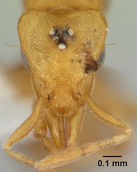 File:Pyramica serrula casent0178316 head 1.jpg