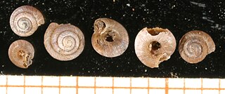 <i>Pyramidula umbilicata</i> Species of gastropod