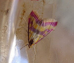 Pyrausta castalis - Flickr - gailhampshire.jpg