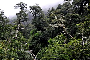 Gemäßigte Regenwälder Südamerikas: Klima, Vegetation: Abgrenzung und Auffälligkeiten, Fauna