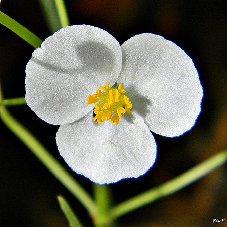 Quillwort arrowhead? (Sagittaria isoetiformis) (6251563786).jpg