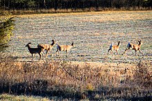 White tail deer Quintet of White-tailed Deer in a Field, Joy Road ^ Maple Road, Webster Township, Michigan - panoramio.jpg