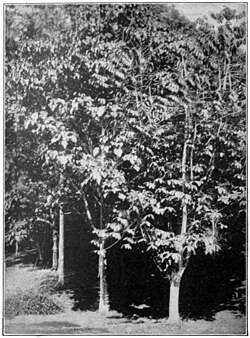 Fig. 14.—CASTILLOA RUBBER TREES.