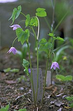 Miniatura para Ranzania japonica