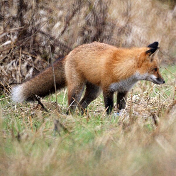 File:Red Fox (11078206326).jpg