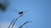 Red winged drgonfly (16120476361).jpg