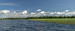 Reeds on shore Kanozero.jpg