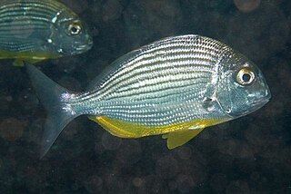 <i>Rhabdosargus thorpei</i> Species of fish