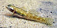 Miniatura para Rhinogobius