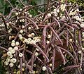 Násada plodů Rhipsalis baccifera .