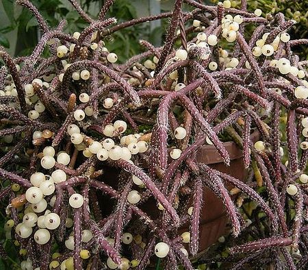 Rhipsalis baccifera 01 ies