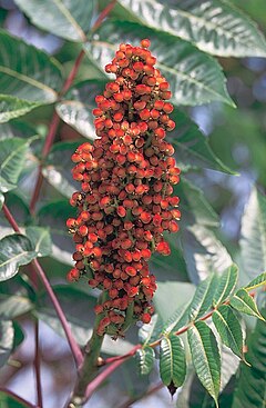 Description de l'image Rhus glabra.jpg.