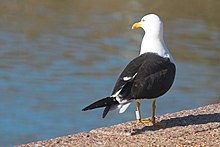 Ringed lesser black-backed gull.jpg