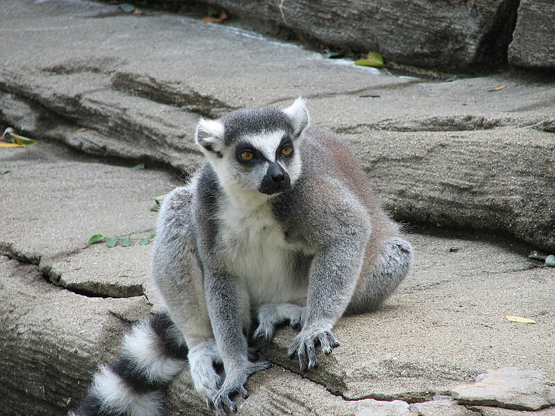 File:Ringtailed Lemur 001.jpg