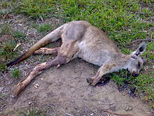 Roadkill kangaroo.jpg