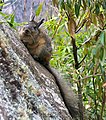 Rodent on a rock in South America-8.jpg
