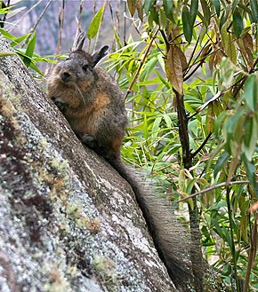 Image description Knaagdier op een rots in Zuid-Amerika-8.jpg.