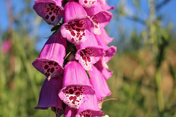 Rosa Blumen, Waldviertel