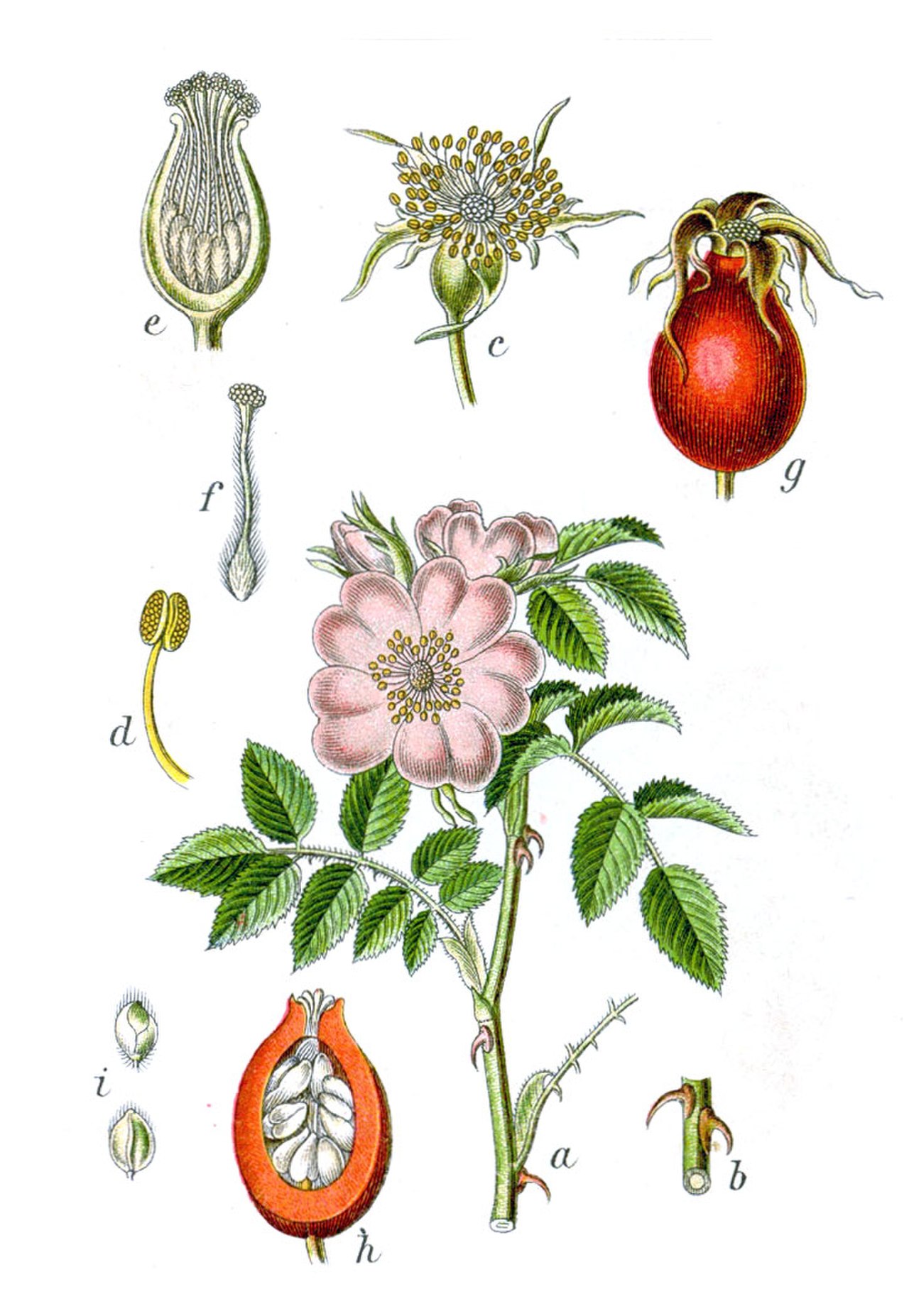 Шиповник собачий — Rosa Canina l.