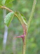 Rosa rubiginosa leaf (12).jpg