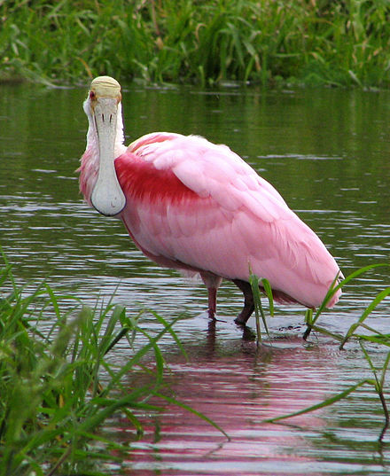 A roseate spoonbill is a Florida rarity often found among the noted wildlife of the park.