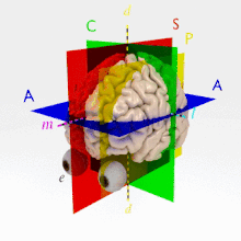 menschliches Gehirn mit Augen rotierend um eine Vertikaleachse, geteilt durch drei farbige Scheiben in den drei Dimensionen