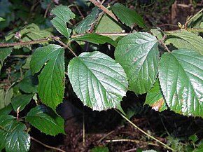 Beskrivelse av Rubus_promachonicus1.jpg-bildet.