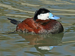 Ruddy Duck (Oxyura jamaicensis) RWD2.jpg
