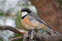 Rufous whistler.jpg