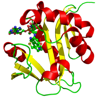 Aralkylamine N-acetyltransferase