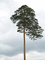 中文（简体）：长白松 Pinus densiflora