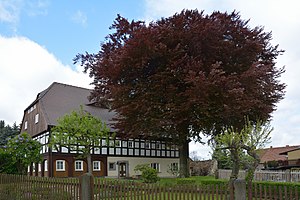 Sachsen, Obercunnersdorf, Naturdenkmal Rotbuche an der Hauptstrasse 84 NIK 5596.JPG