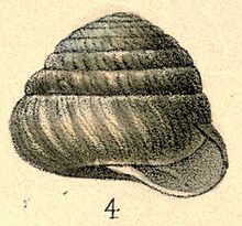 Sagda epistylioides shell.jpg